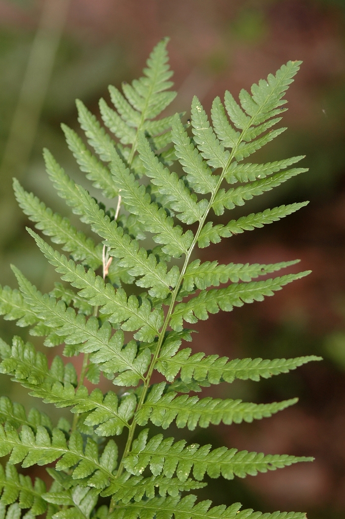 Crested Wood Fern - Dryopteris cristata from EC Browns Nursery