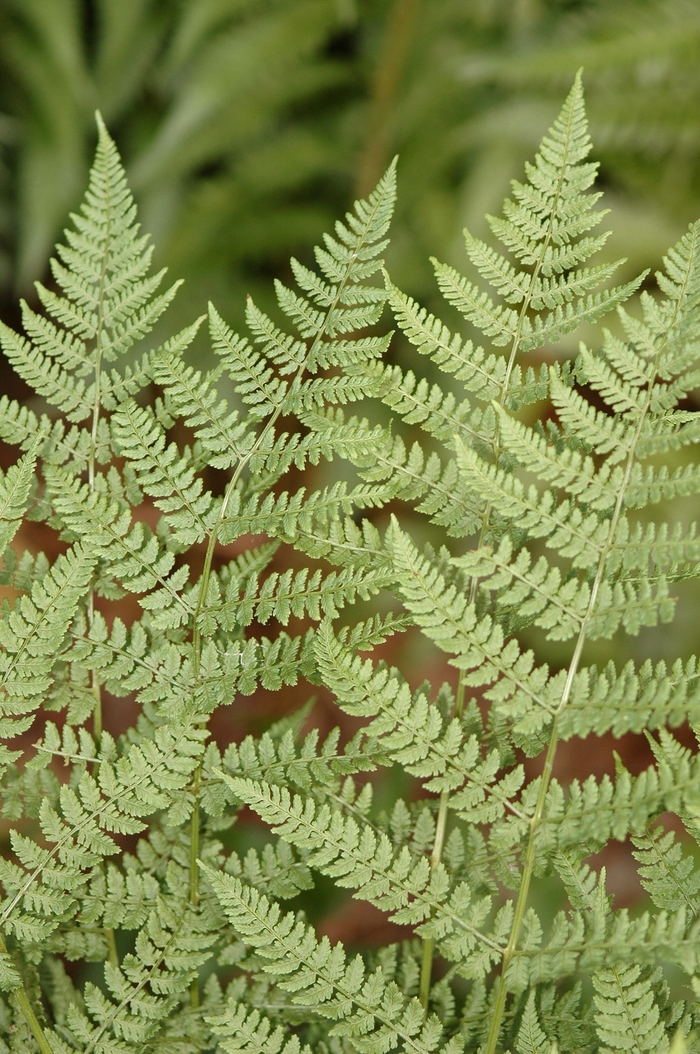 Toothed Wood Fern - Dryopteris spinulosa from EC Browns Nursery