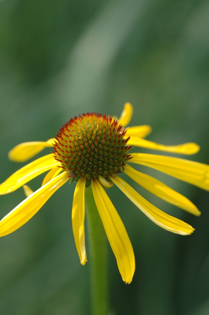 Yellow Coneflower - Echinacea paradoxa from EC Browns Nursery