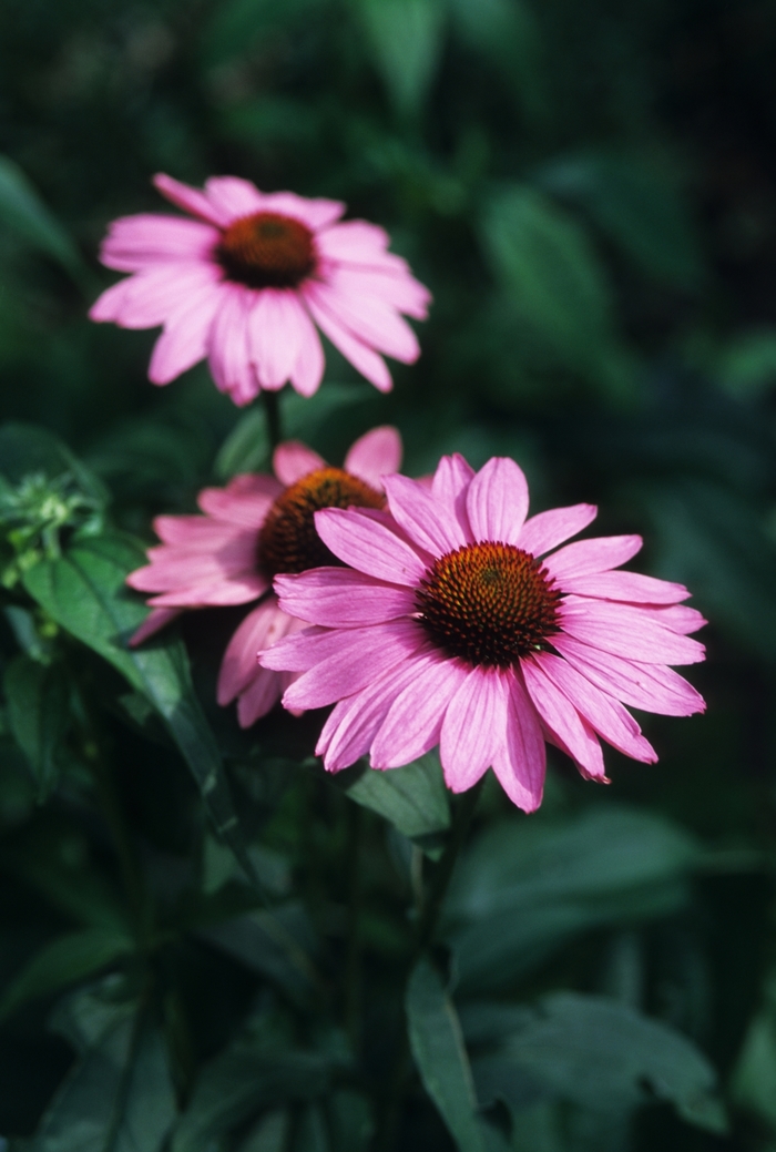 Bravado Purple Coneflower - Echinacea purpurea 'Bravado' from EC Browns Nursery
