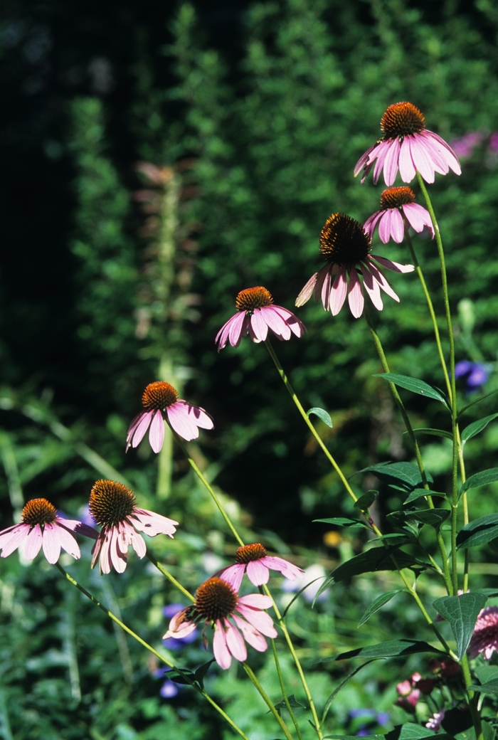Bright Star Purple Coneflower - Echinacea purpurea 'Bright Star' from EC Browns Nursery