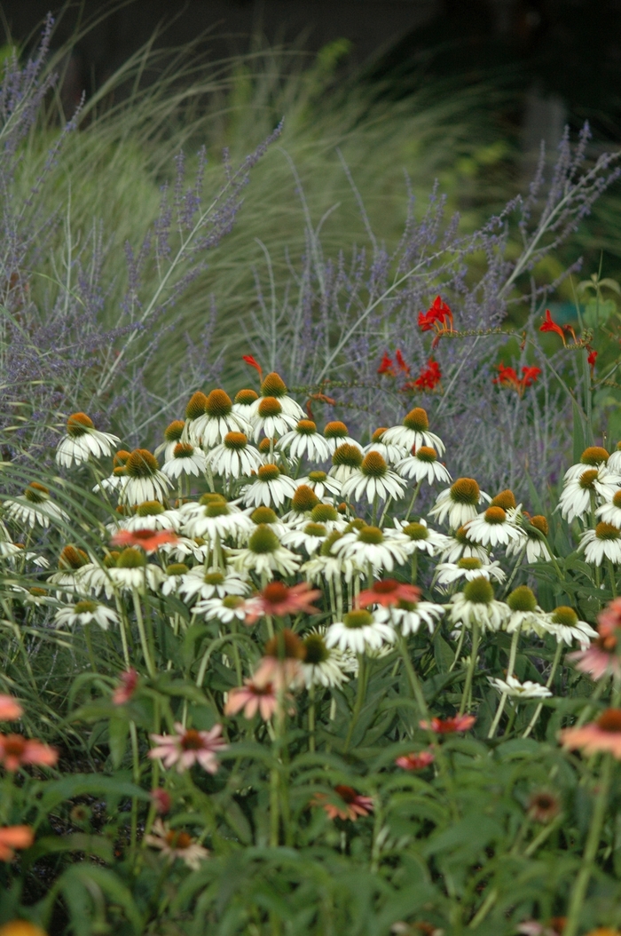 White Swan Coneflower - Echinacea purpurea 'White Swan' from EC Browns Nursery