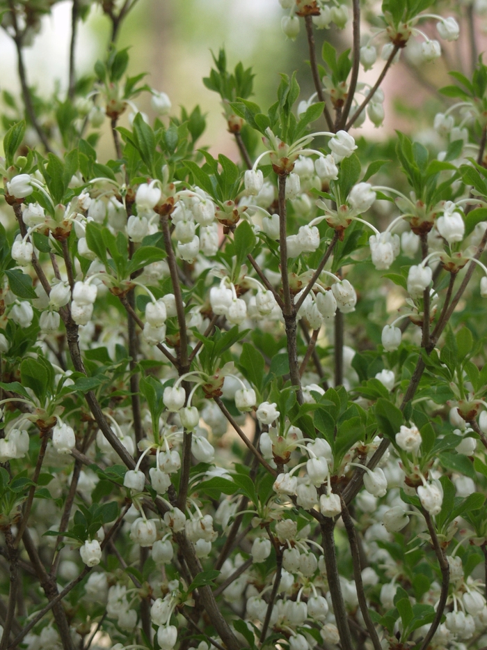 White Enkianthus - Enkianthus perulatus from EC Browns Nursery