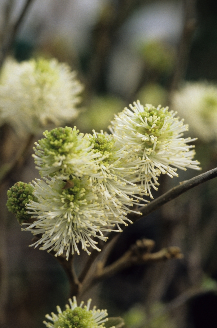 Mount Airy Fothergilla - Fothergilla major 'Mount Airy' from EC Browns Nursery