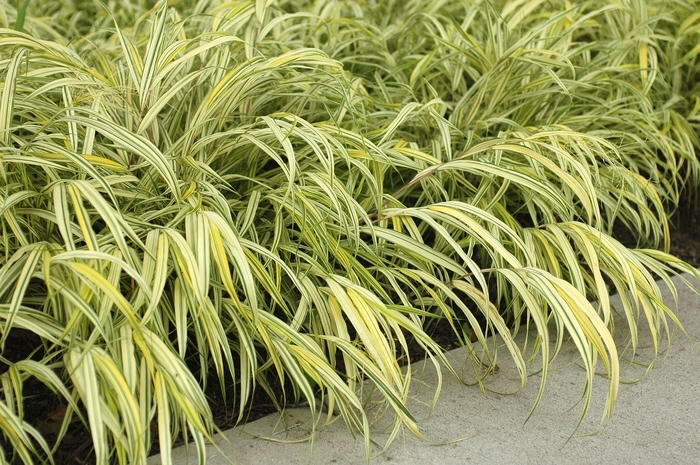 Hakon grass - Hakonechloa macra 'Aureola' from EC Browns Nursery