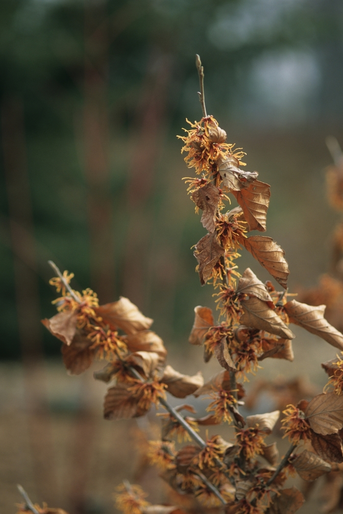 'Autumn Embers' Autumn Embers Witch Hazel - Hamamelis vernalis from EC Browns Nursery
