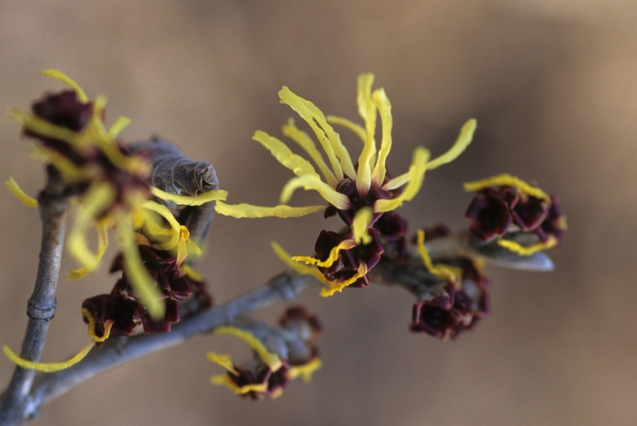 Primavera Witch Hazel - Hamamelis x intermedia 'Primavera' from EC Browns Nursery