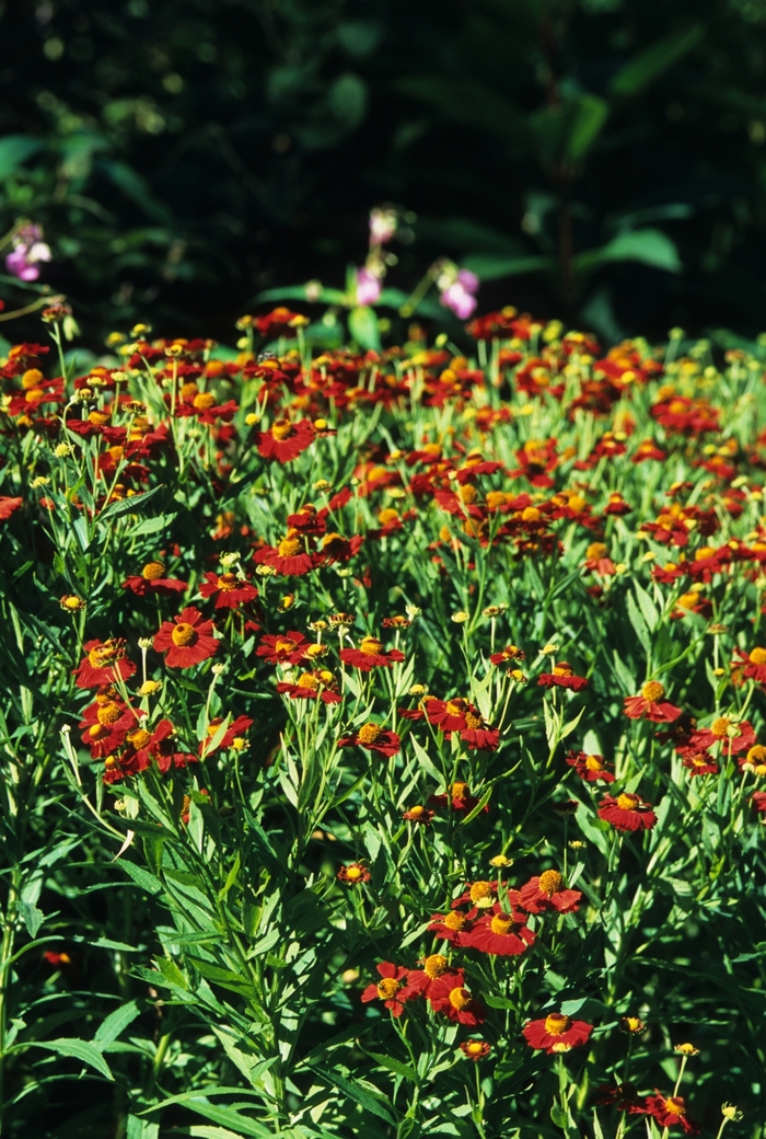 Sneezeweed - Helenium autumnale from EC Browns Nursery