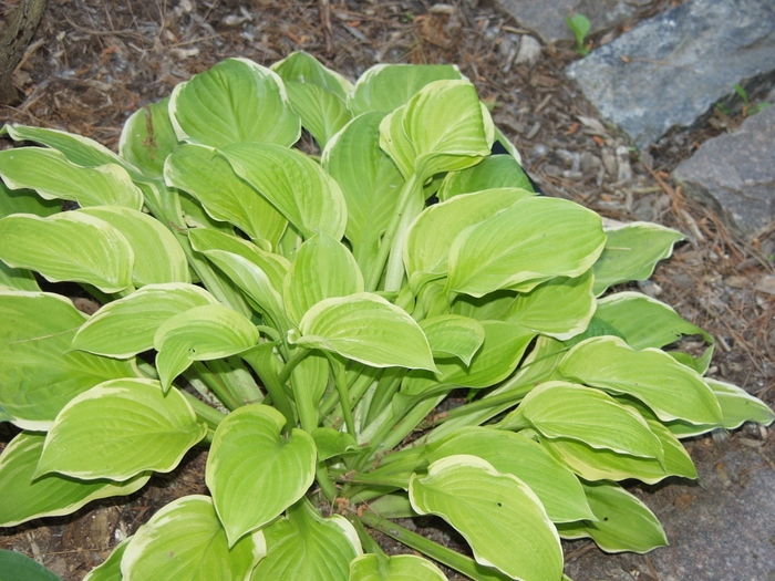 American Dream Hosta - Hosta 'American Dream' from EC Browns Nursery