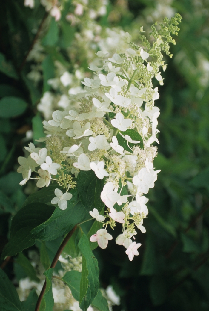 'Unique' Hardy Hydrangea - Hydrangea paniculata from EC Browns Nursery