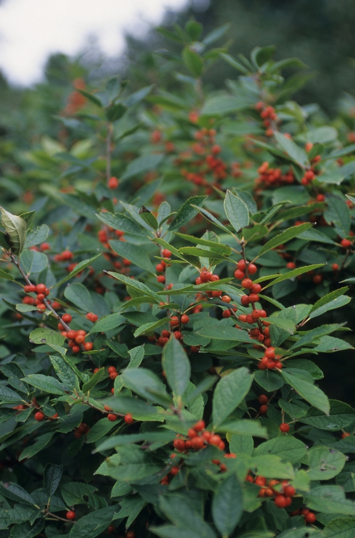 Afterglow Winterberry - Ilex verticillata 'Afterglow' from EC Browns Nursery