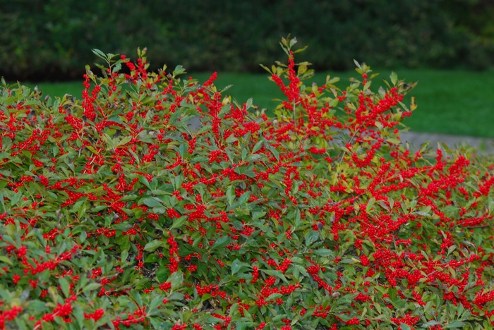 Red Sprite Winterberry - Ilex verticillata 'Red Sprite' from EC Browns Nursery