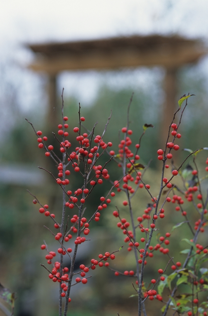 Sparkleberry Winterberry - Ilex verticillata 'Sparkleberry' from EC Browns Nursery