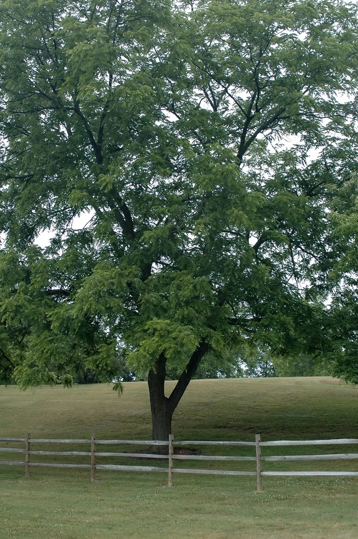 Eastern Black Walnut - Juglans nigra from EC Browns Nursery