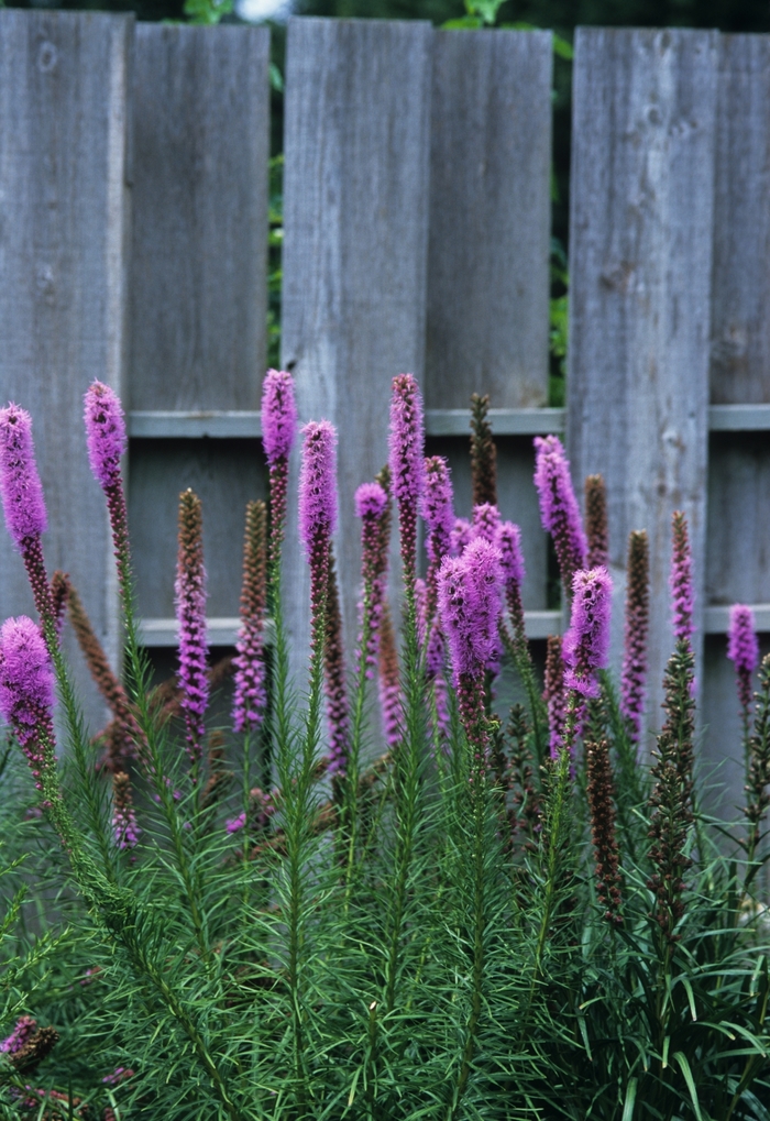 Gayfeather - Liatris spicata from EC Browns Nursery