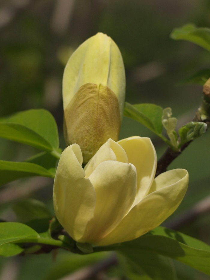 'Yellow Bird' - Magnolia x brooklynensis from EC Browns Nursery