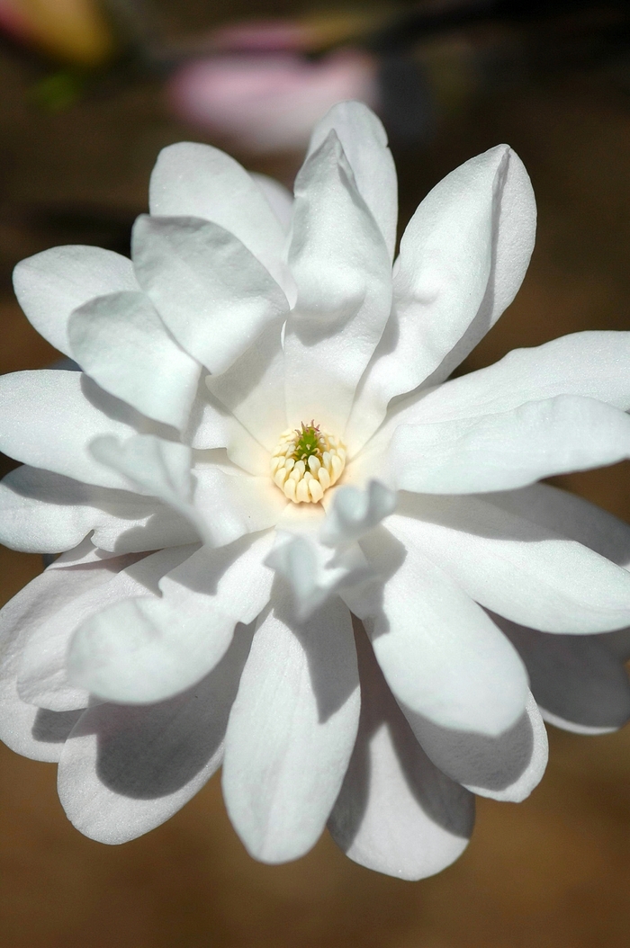 'Waterlily' - Magnolia stellata from EC Browns Nursery