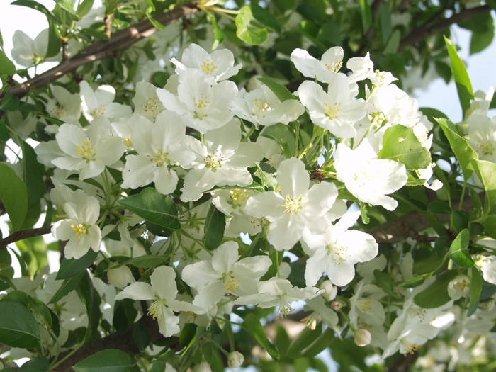 'Adirondack' - Malus hybrid from EC Browns Nursery