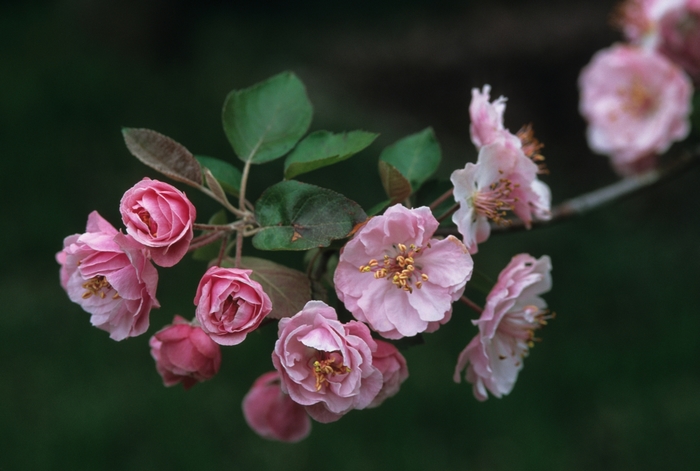 Klehm's Crabapple - Malus 'Klehm's Bechtal' from EC Browns Nursery