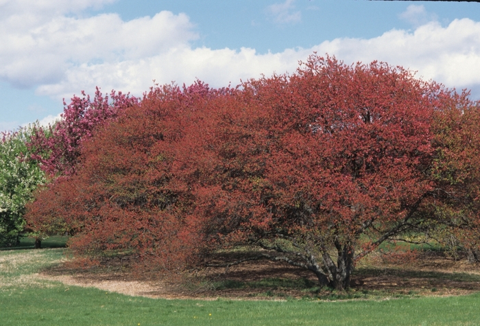 'Coralburst' - Malus hybrid 'COralburst' from EC Browns Nursery