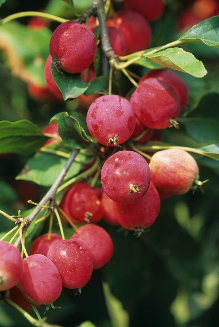 Dolgo Crabapple - Malus 'Dolgo' from EC Browns Nursery