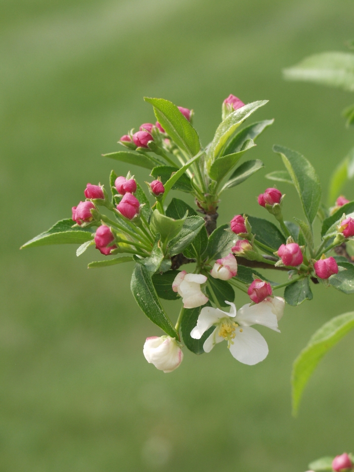 Firebird&reg; - Malus sargentii from EC Browns Nursery