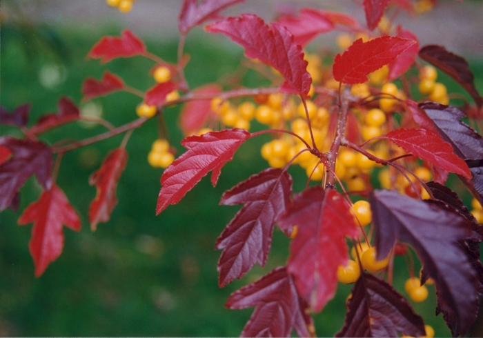 Golden Raindrops&reg; - Malus hybrid from EC Browns Nursery