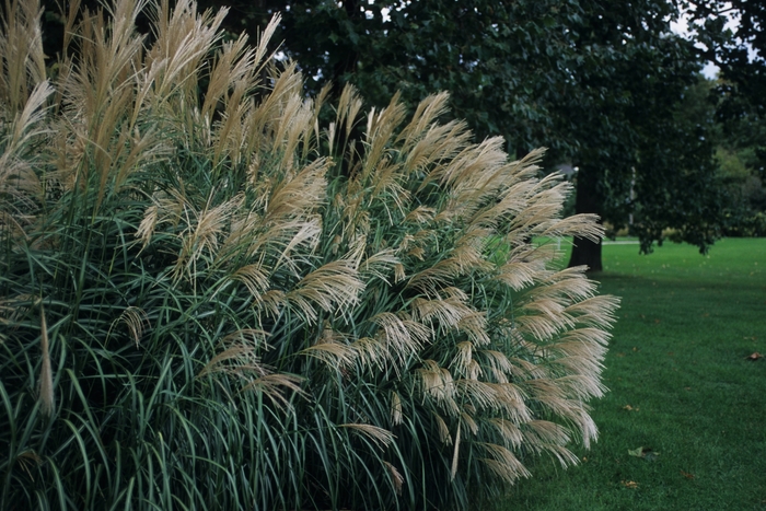 Silver Feather Maiden Grass - Miscanthus sinensis 'Silberfeder' from EC Browns Nursery