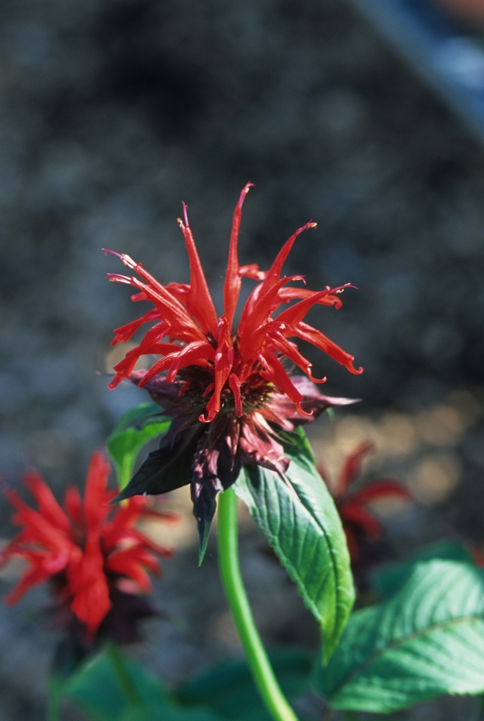 Jacob Cline Beebalm - Monarda 'Jacob Cline' from EC Browns Nursery