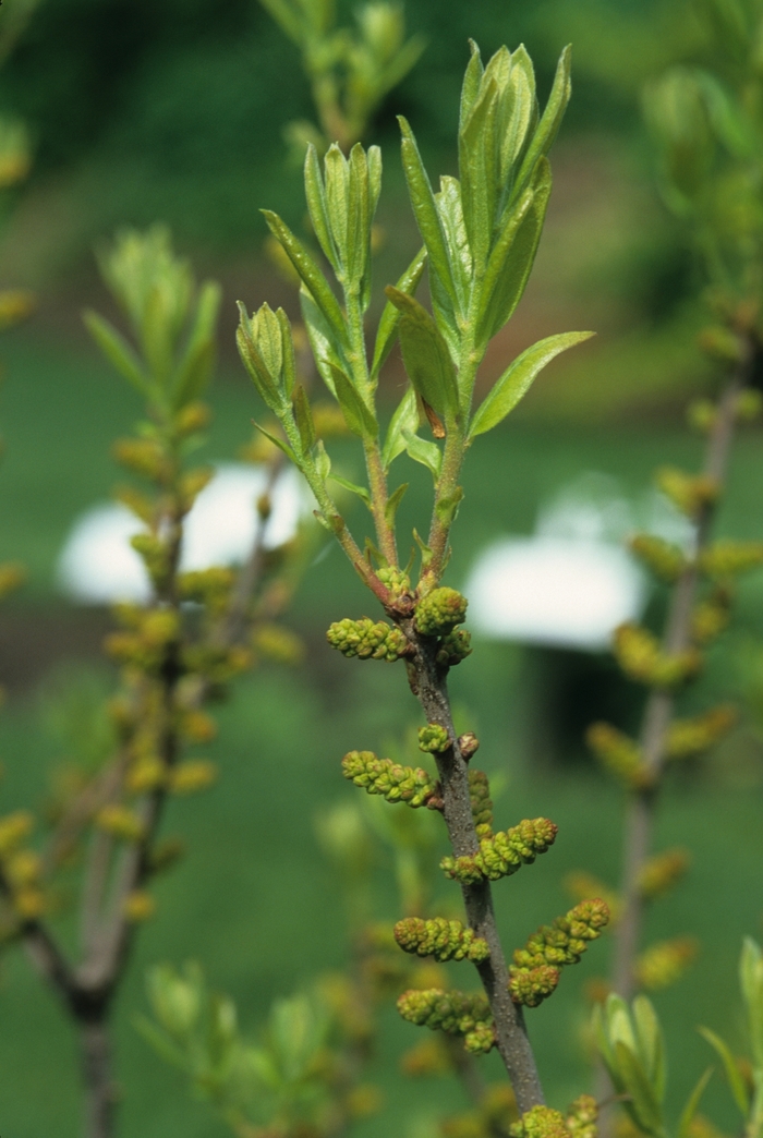 Northern Bayberry - Myrica pensylvanica from EC Browns Nursery