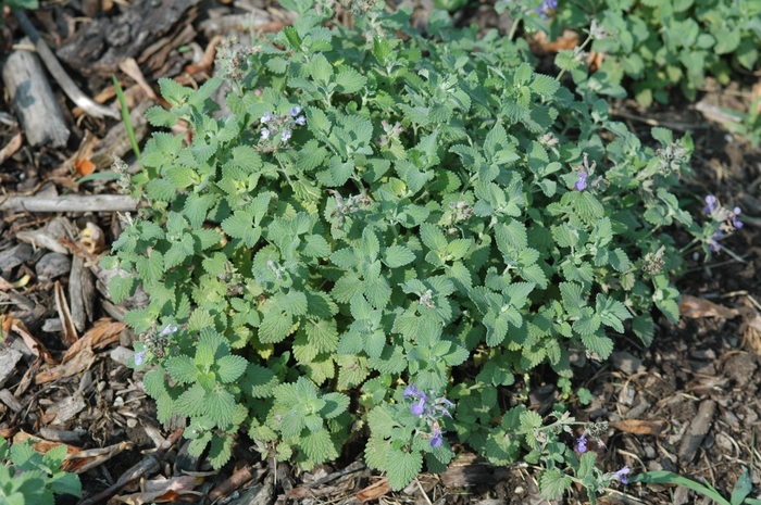 Little Titch Catmint - Nepeta racemosa 'Little Titch' from EC Browns Nursery