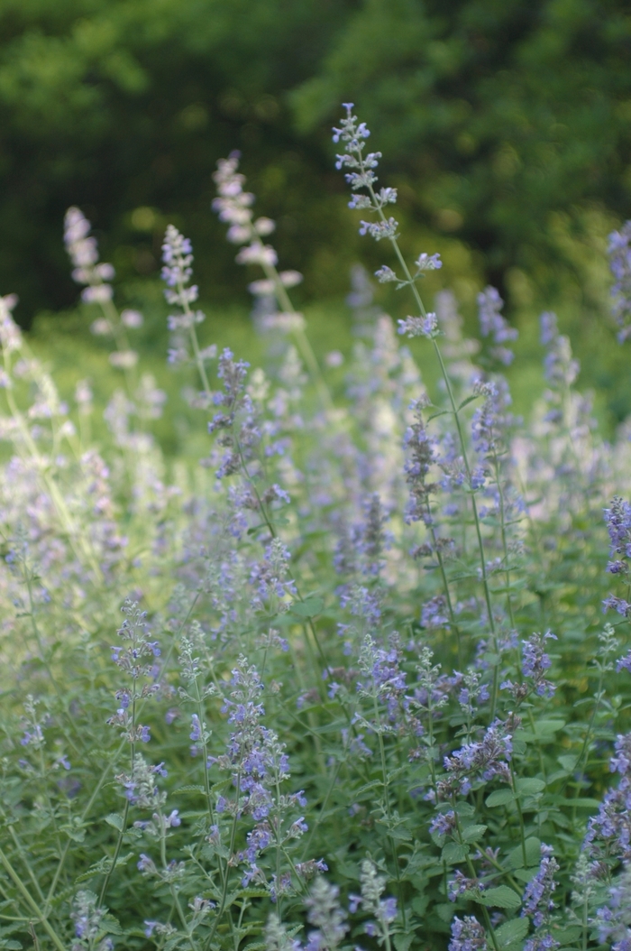 Nepeta - Nepeta faassenii from EC Browns Nursery