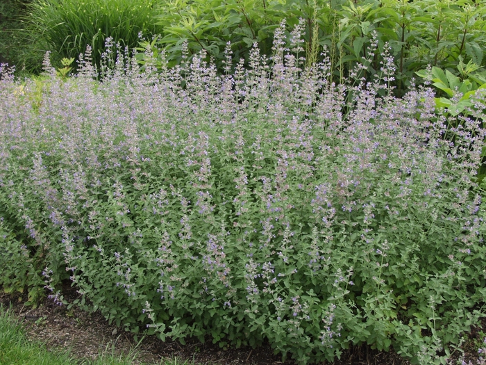 Catmint - Nepeta 'Six Hill's Giant' from EC Browns Nursery
