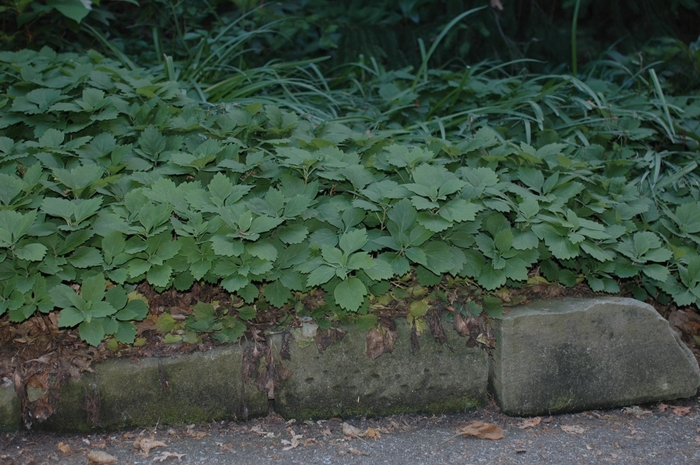 Allegheny Spurge - Pachysandra procumbens from EC Browns Nursery