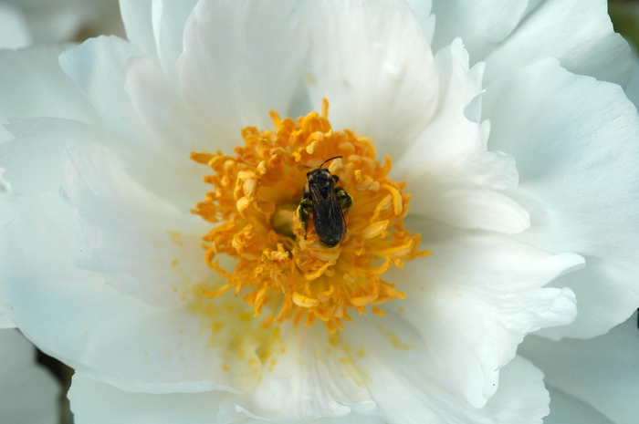 'Krinkled White' Peony - Paeonia lactiflora from EC Browns Nursery