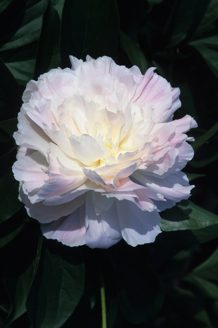 Peony - Paeonia 'Tourangelle' from EC Browns Nursery
