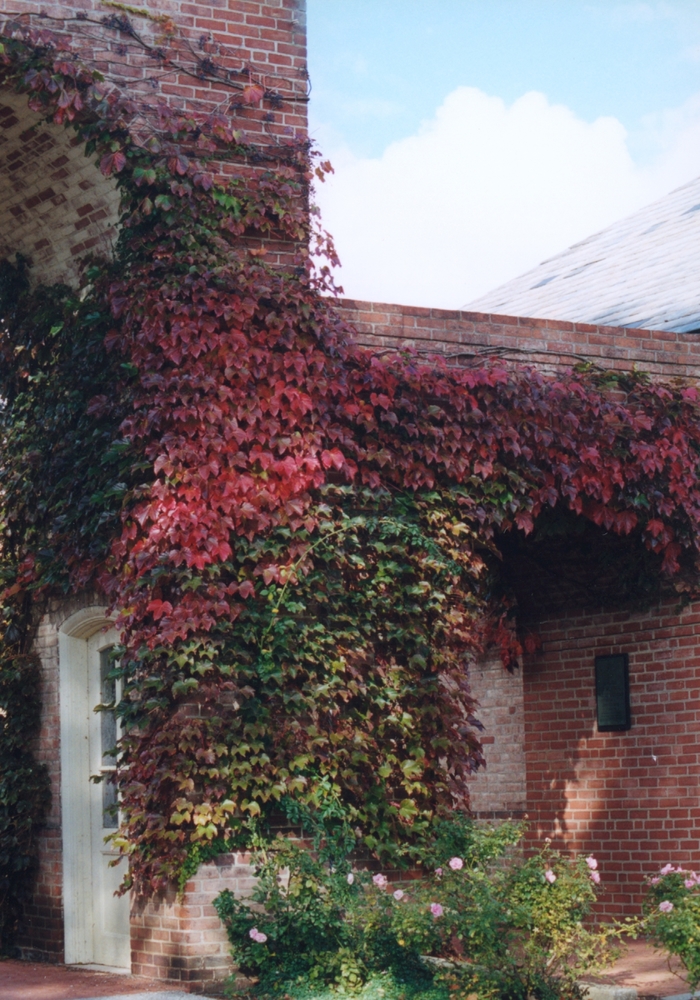 Boston Ivy - Parthenocissus tricuspidata from EC Browns Nursery