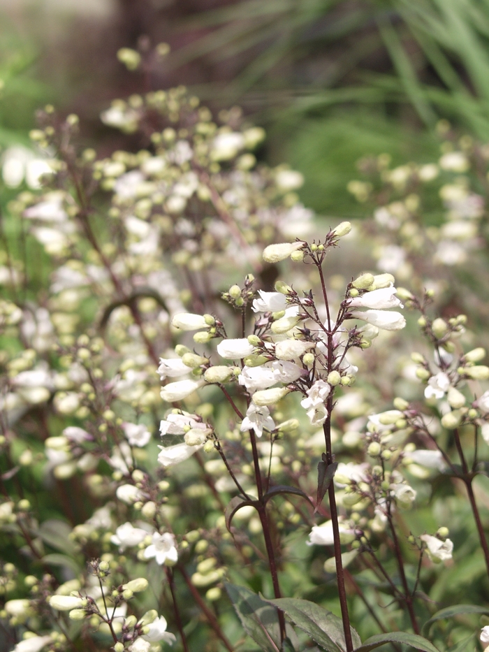 'Husker Red' - Penstemon digitalis from EC Browns Nursery