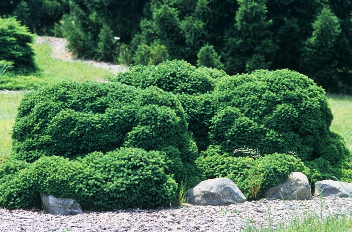 Gregoryana Norway Spruce - Picea abies 'Gregoryana' from EC Browns Nursery