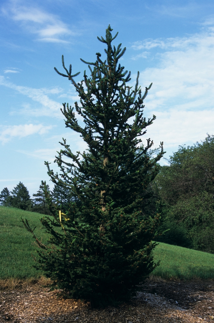 Hillside Upright Norway Spruce - Picea abies 'Hillside Upright' from EC Browns Nursery