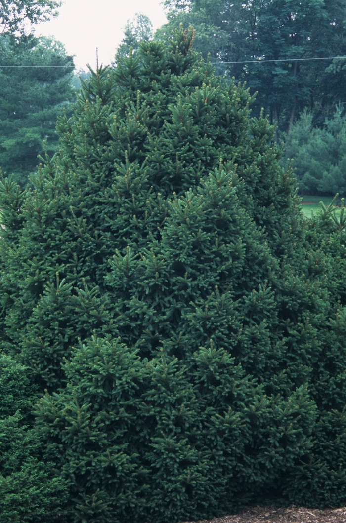 Sharpleaf Norway Spruce - Picea abies 'Mucronata' from EC Browns Nursery