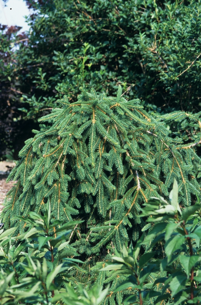 Weeping Norway Spruce - Picea abies 'Pendula' from EC Browns Nursery
