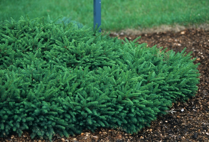 Dwarf Spruce - Picea abies 'Pumila' from EC Browns Nursery