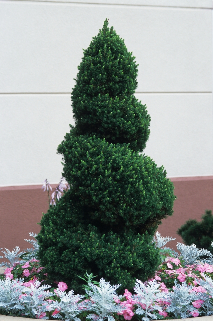 Dwarf Alberta Spruce - Picea glauca 'Conica' from EC Browns Nursery