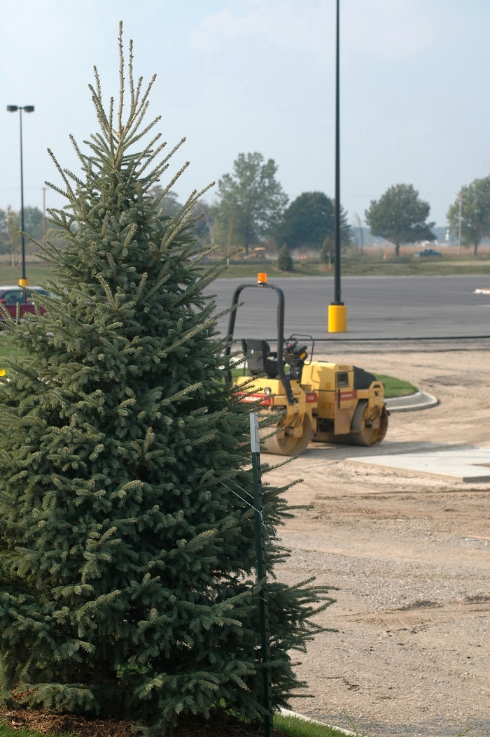Black Hills Spruce - Picea glauca 'Densata' from EC Browns Nursery