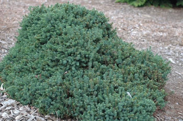 Echiniformis Norway Spruce - Picea glauca 'Echiniformis' from EC Browns Nursery