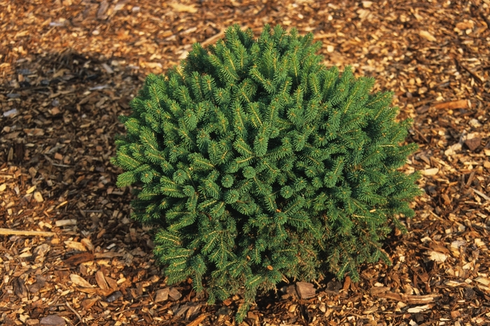 Little Globe Spruce - Picea glauca 'Little Globe' from EC Browns Nursery
