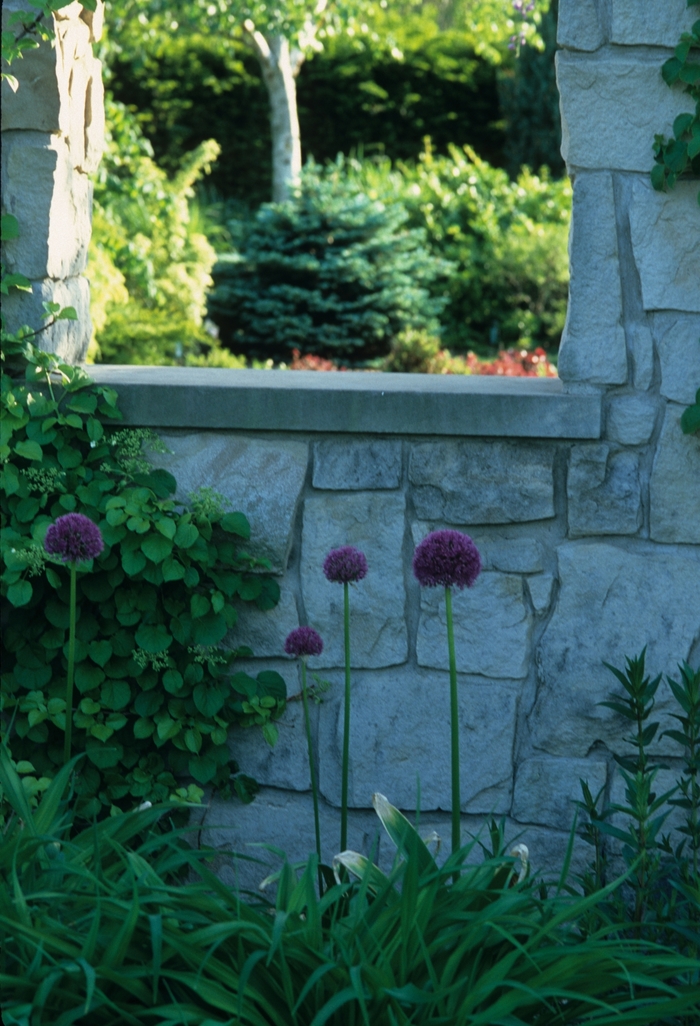 'Glauca Globosa' Dwarf Globe Blue Spruce - Picea pungens glauca 'Globosa' from EC Browns Nursery