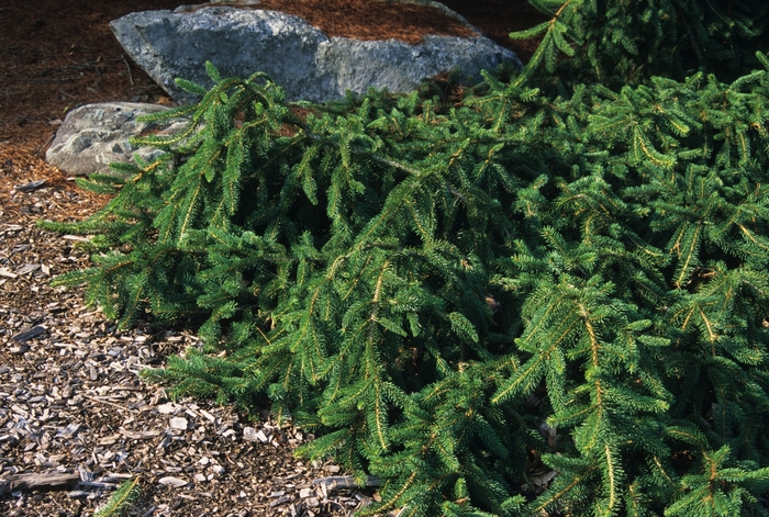 Weeping Colorado Spruce - Picea pungens 'Pendula' from EC Browns Nursery