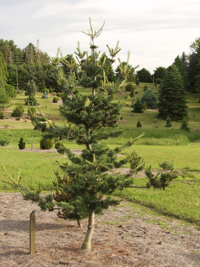 Japanese White Pine - Pinus parviflora 'Glauca' from EC Browns Nursery